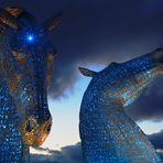 blue kelpies ...