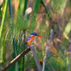 Blue Kingfisher