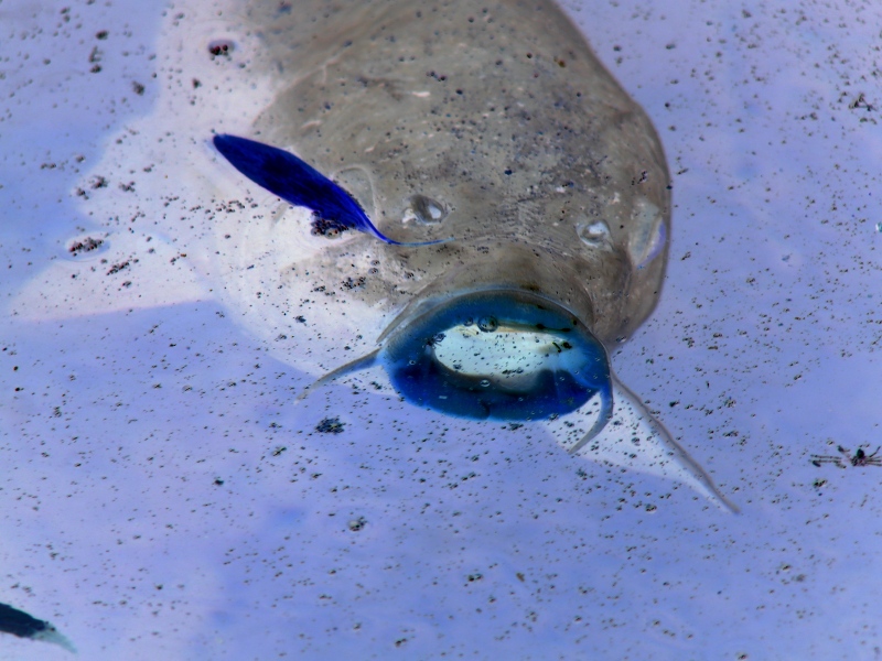 blue kiss