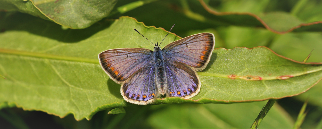 Blue Lady