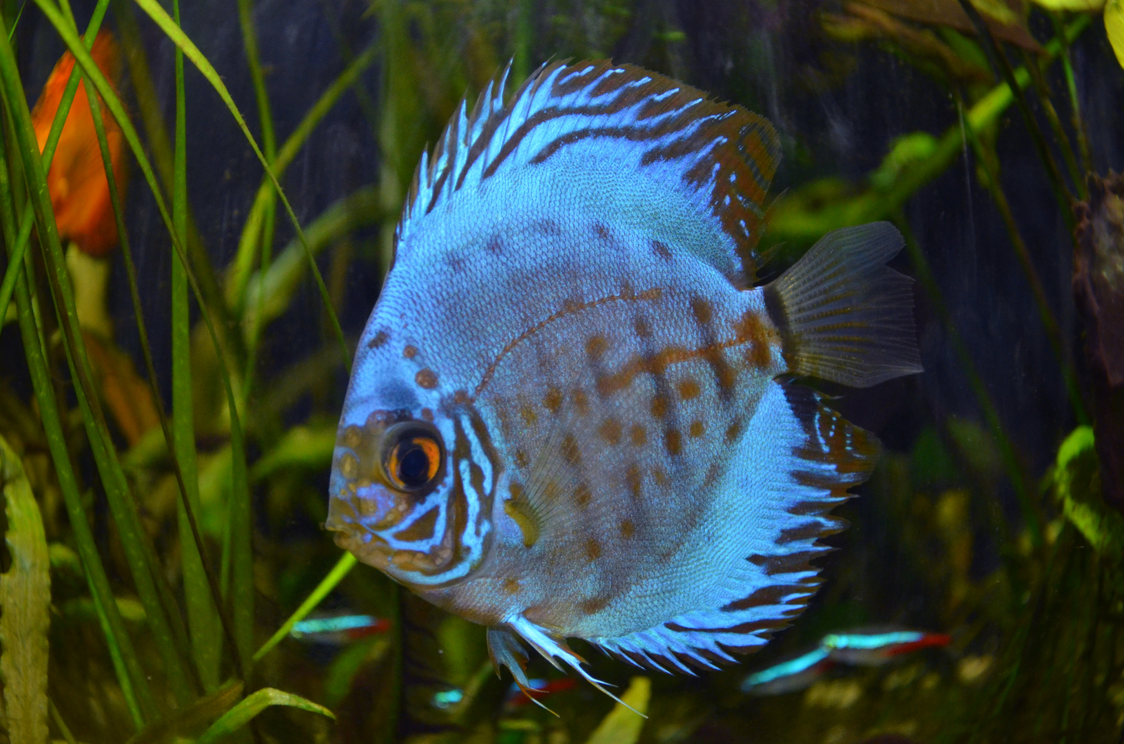 Blue-Lagon le Discus