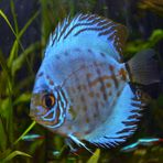 Blue-Lagon le Discus