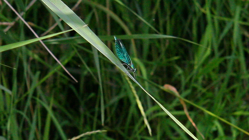 Blue Libelle