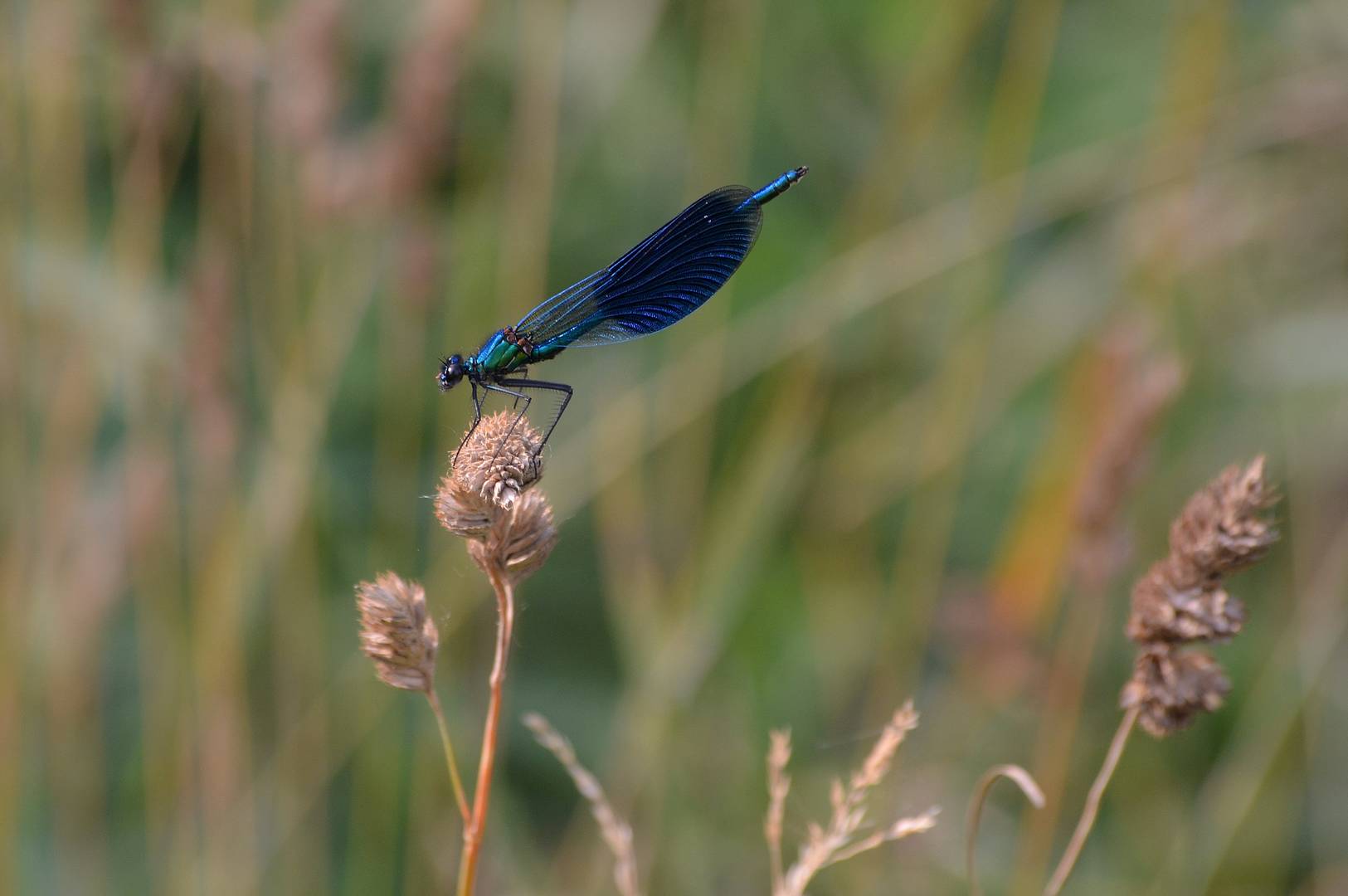 Blue libeller