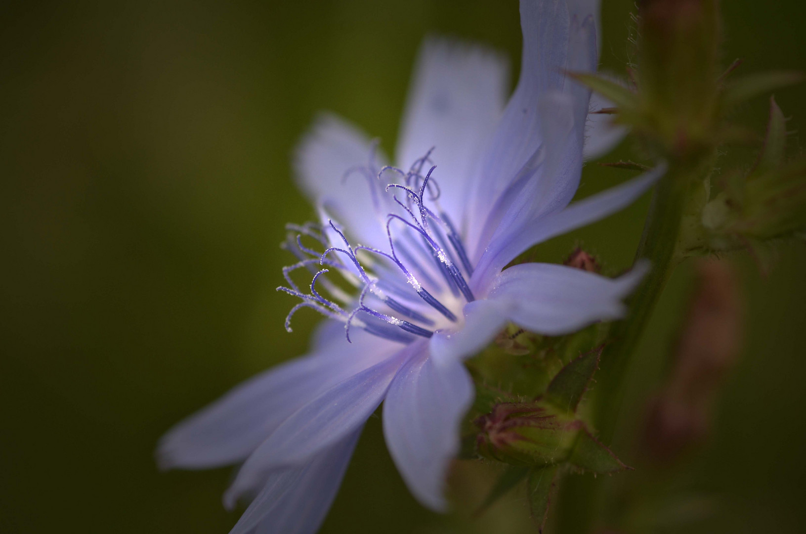 blue light 2