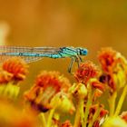 Blue light in the natur