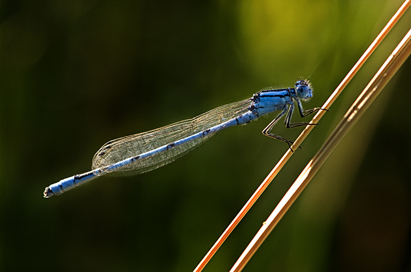 blue lightning