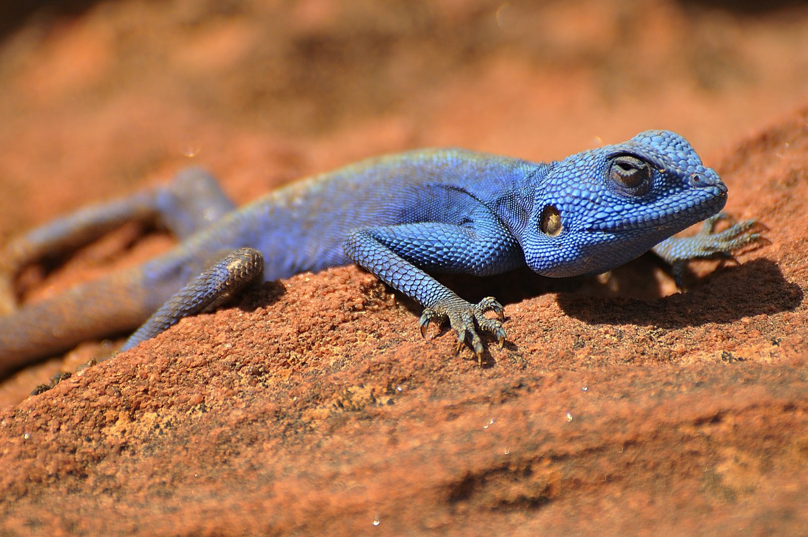 Blue Lizard