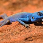 Blue Lizard