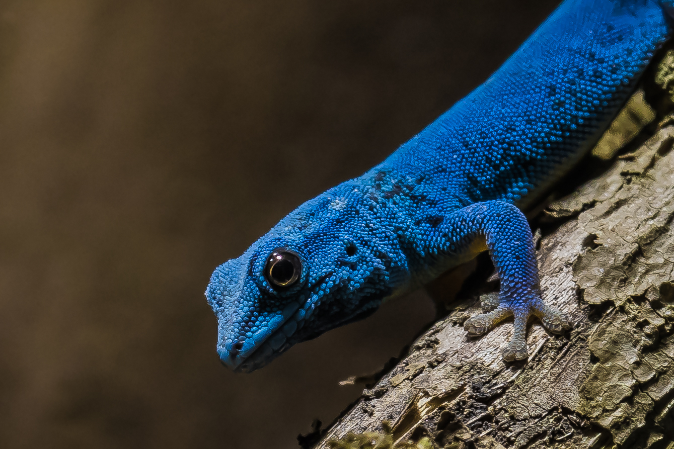 Blue Lizard