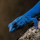 Blue Lizard