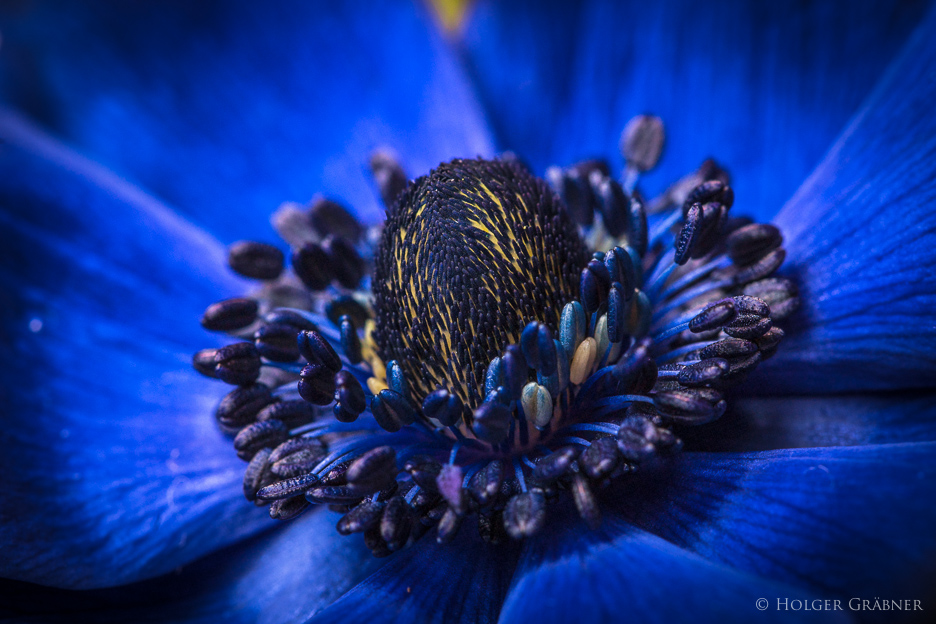 blue macro