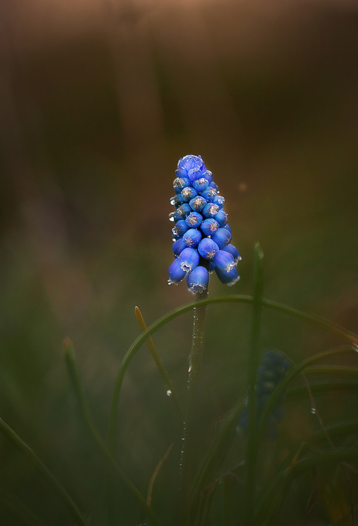 'Blue Magic'