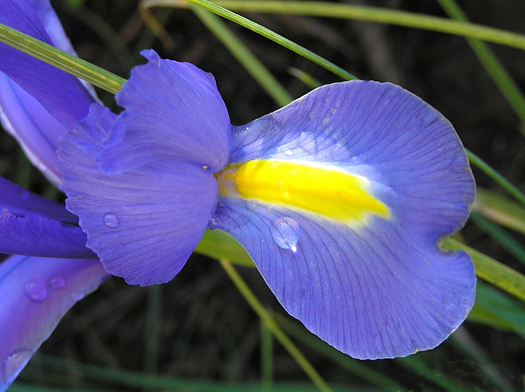 Blue magic raindrop ...