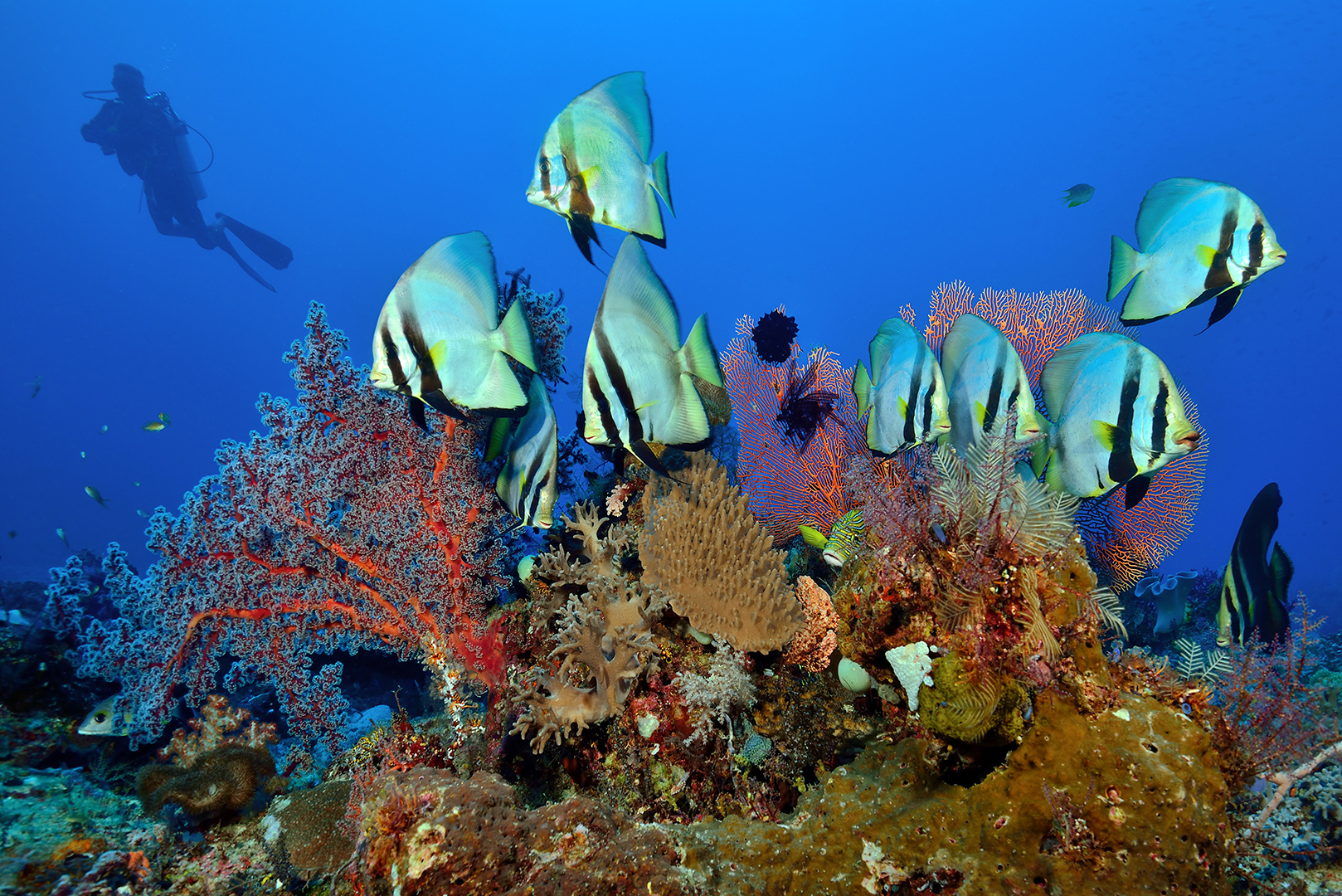 Blue Magic/Raja Ampat