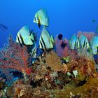 Blue Magic/Raja Ampat