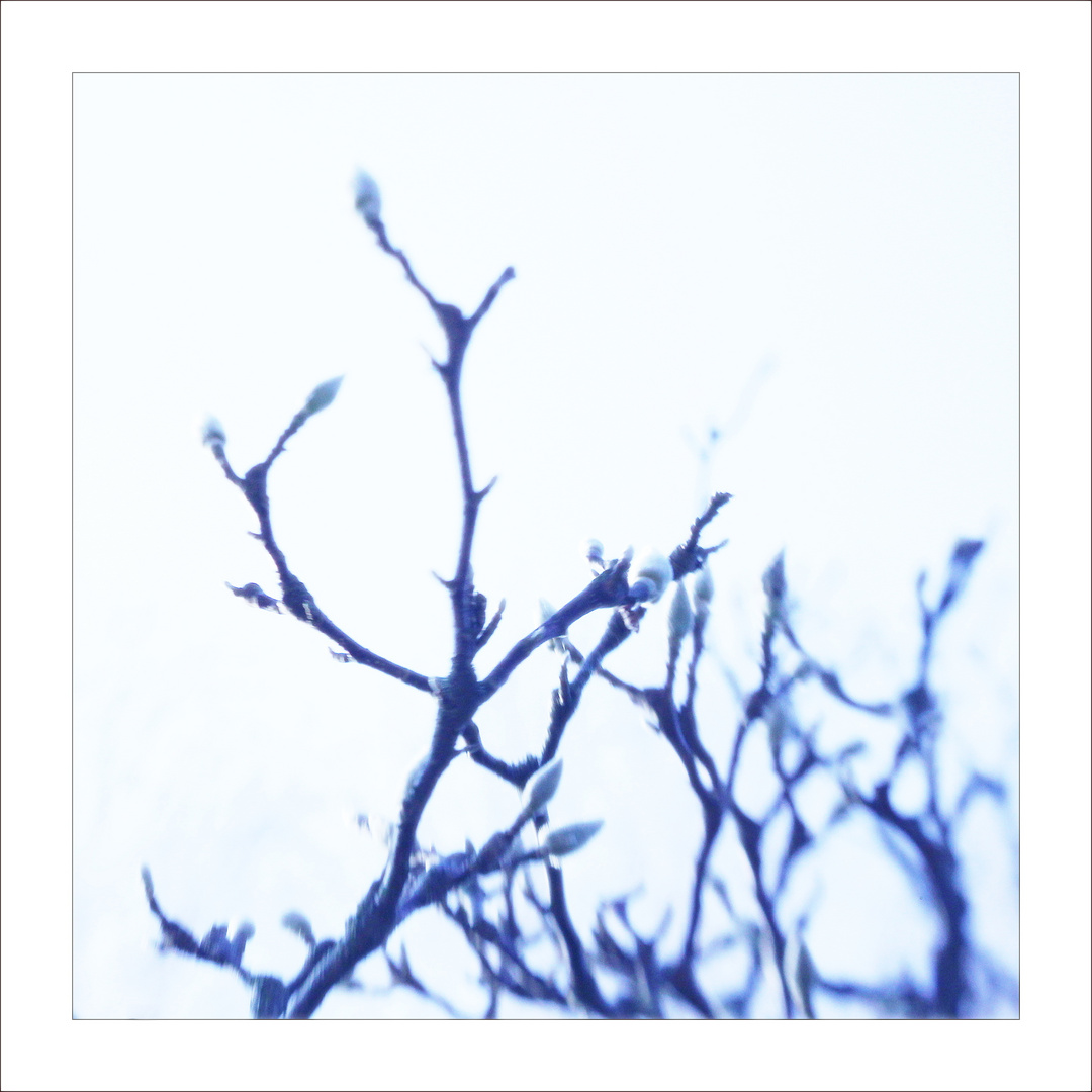 blue magnolia