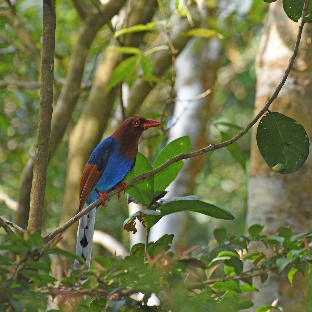 Blue Magpie