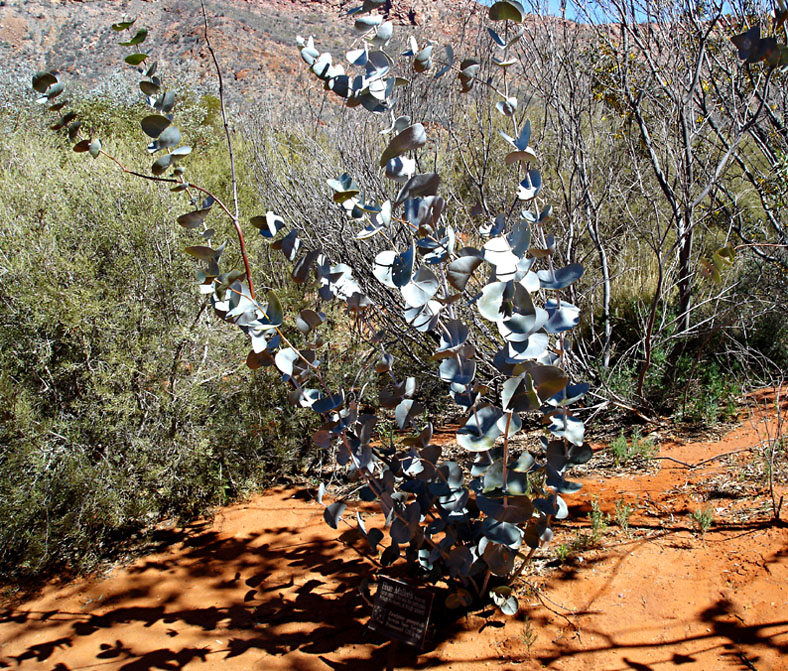 Blue Mallee