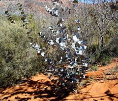 Blue Mallee