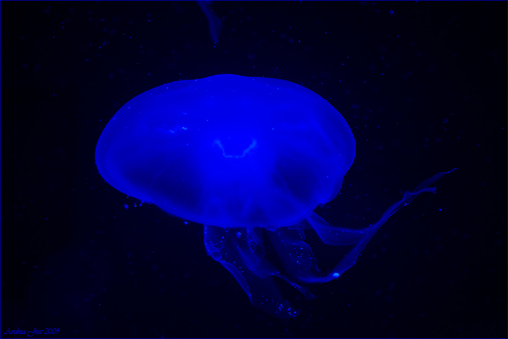 Blue Medusa Jellyfish