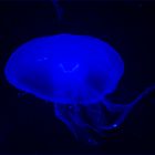 Blue Medusa Jellyfish