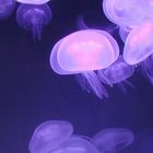 Blue Medusas