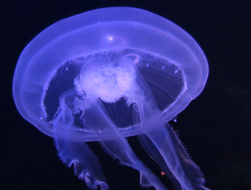 Blue Meduse