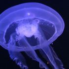 Blue Meduse