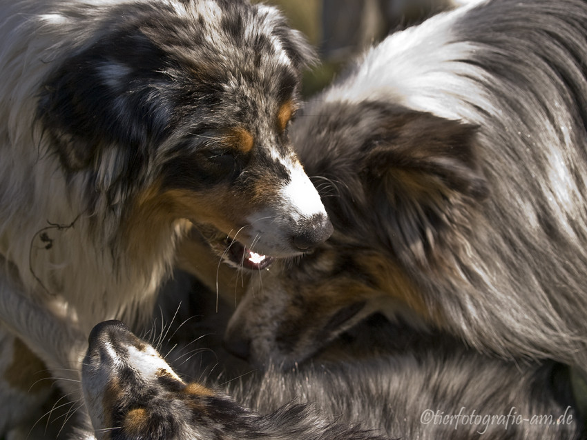 Blue-Merle