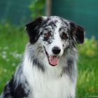 Blue merle BI