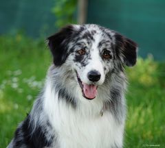 Blue merle BI