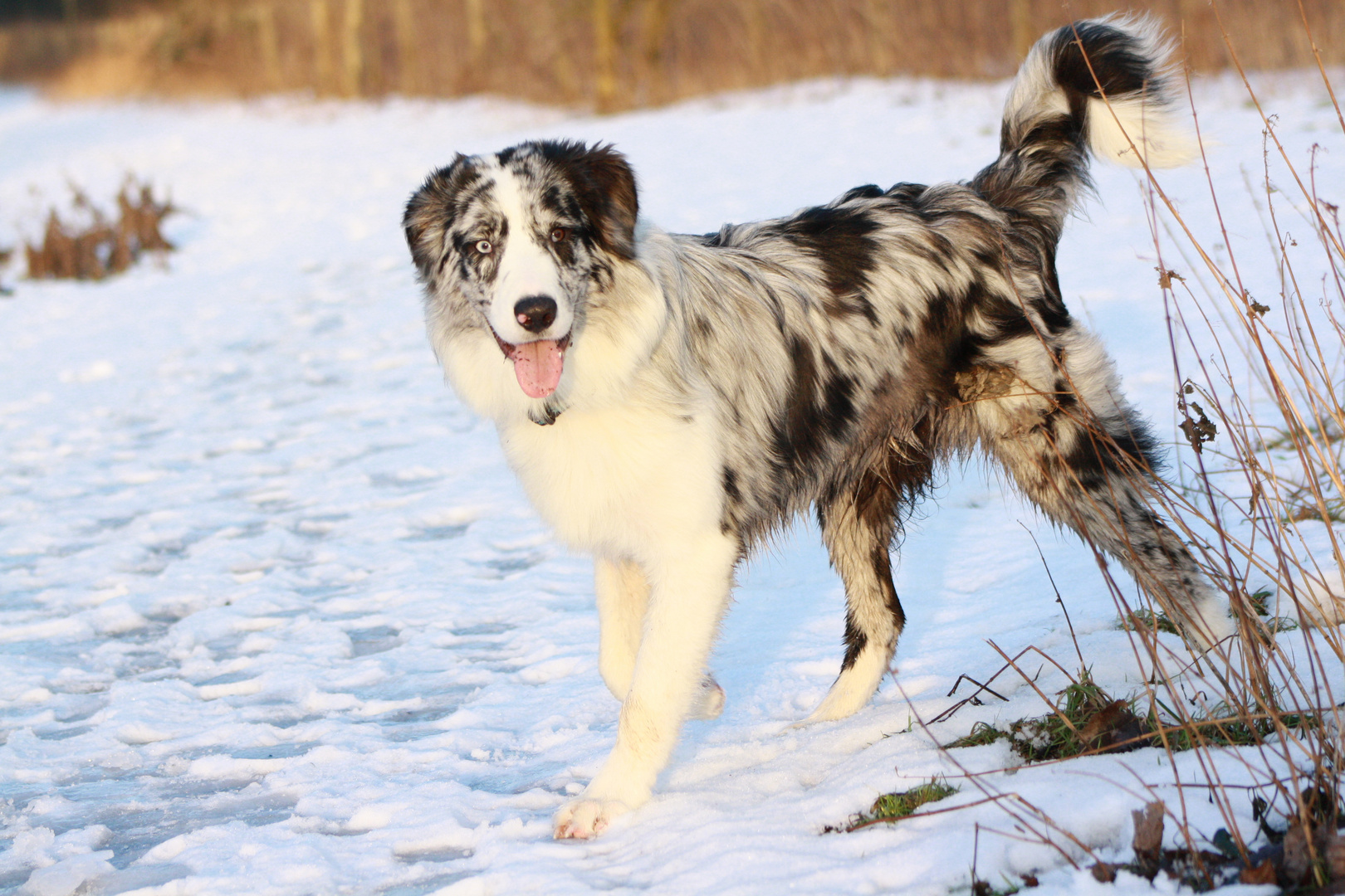 Blue-Merle-Border-Aussie-Sonne-Schnee