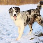 Blue-Merle-Border-Aussie-Sonne-Schnee