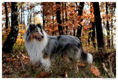 blue merle