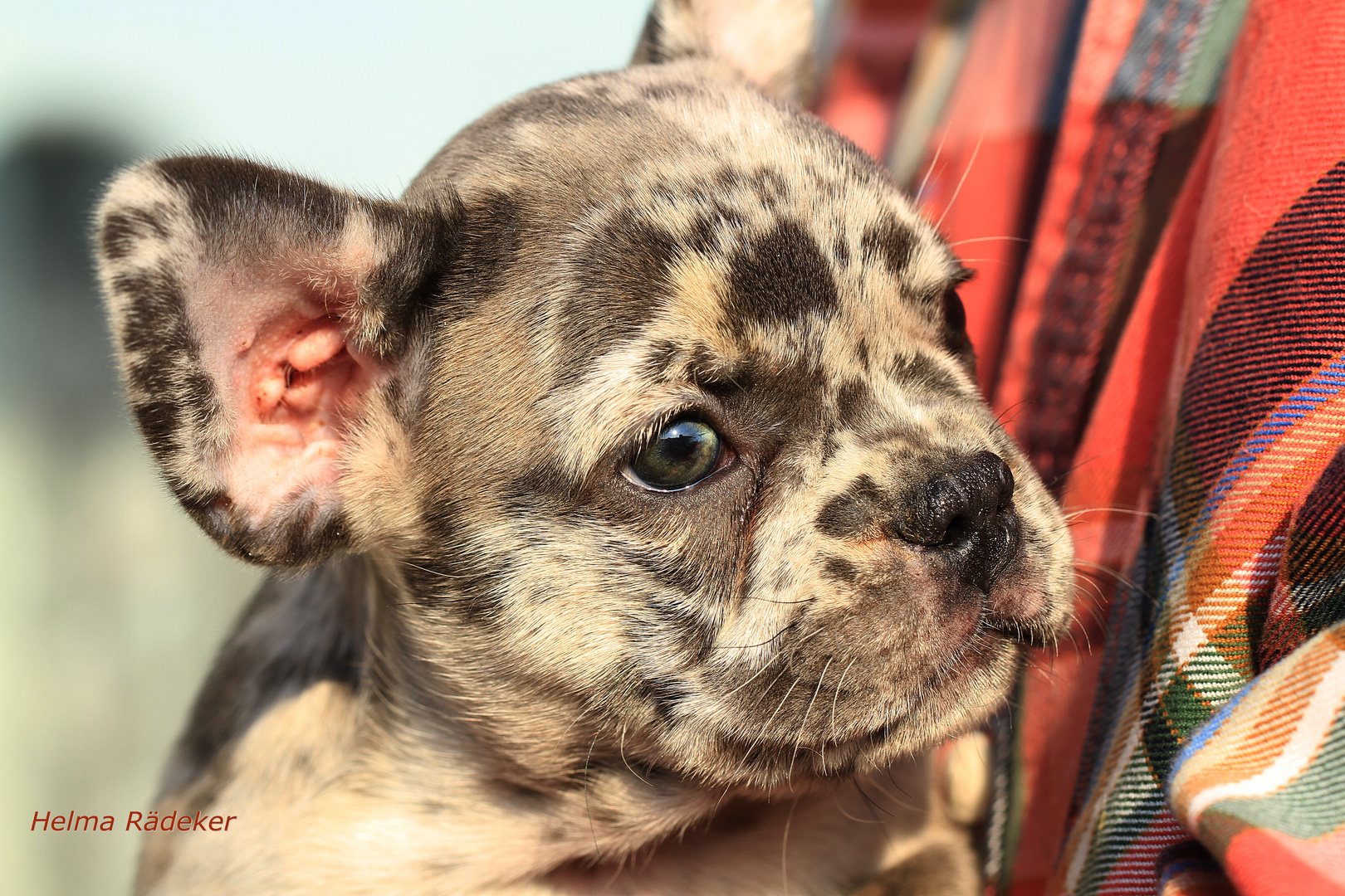 Blue-Merle Französische Bulldogge