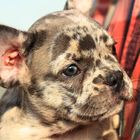 Blue-Merle Französische Bulldogge