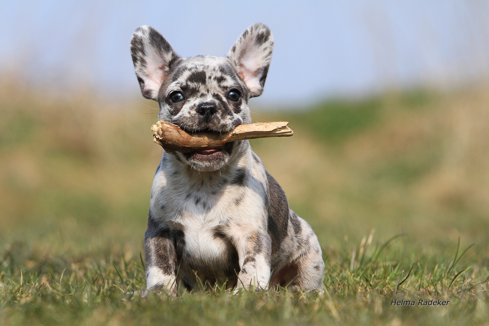 Blue-Merle Französische Bulldogge II