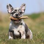 Blue-Merle Französische Bulldogge II