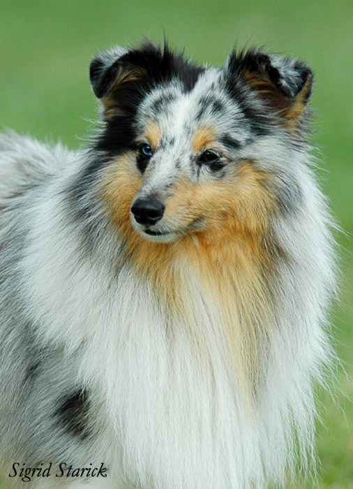 Blue merle Sheltie - Ausstellung Britische Hütehunde