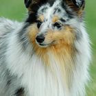 Blue merle Sheltie - Ausstellung Britische Hütehunde