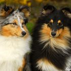 Blue merle und tricolour Sheltie