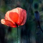 blue mohn