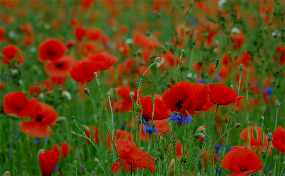 blue mohn