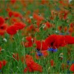 blue mohn