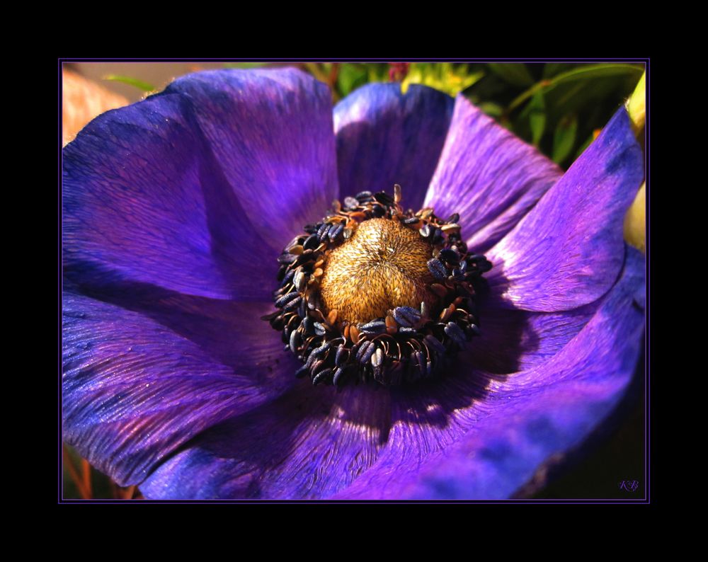 ~Blue Mohn~