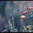 blue mohn