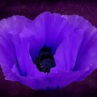 blue Mohn