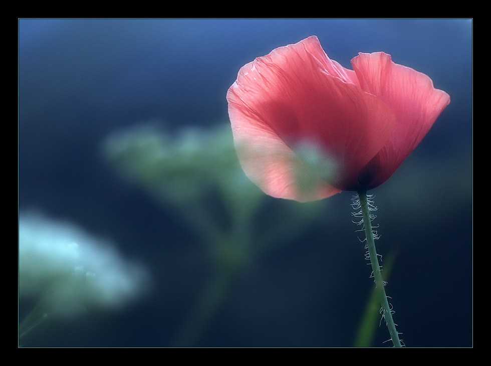 Blue Mohn