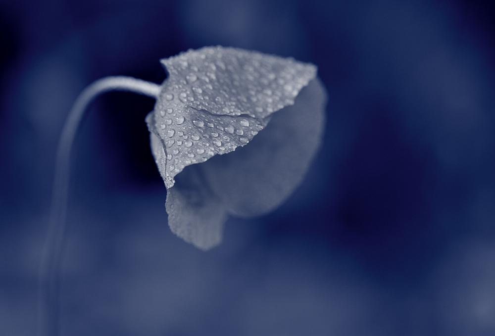 Blue Mohn - mein Mittwochsblümchen